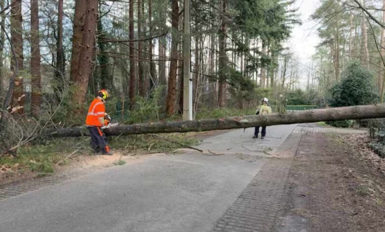 Fallen tree and damaged power cables after a storm in Bruges